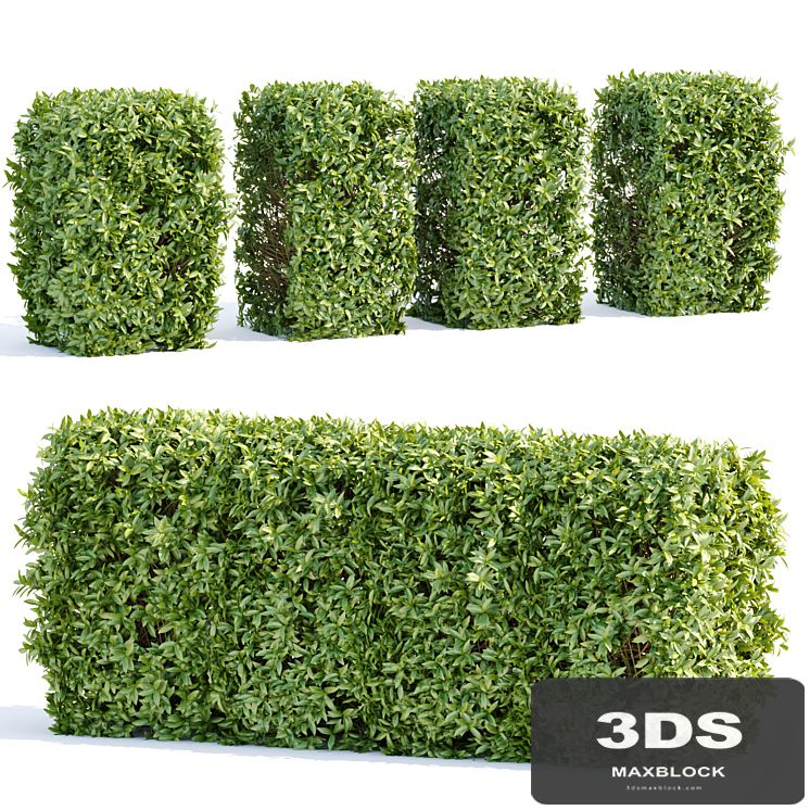 Laurel Hedging Bushes vol 111