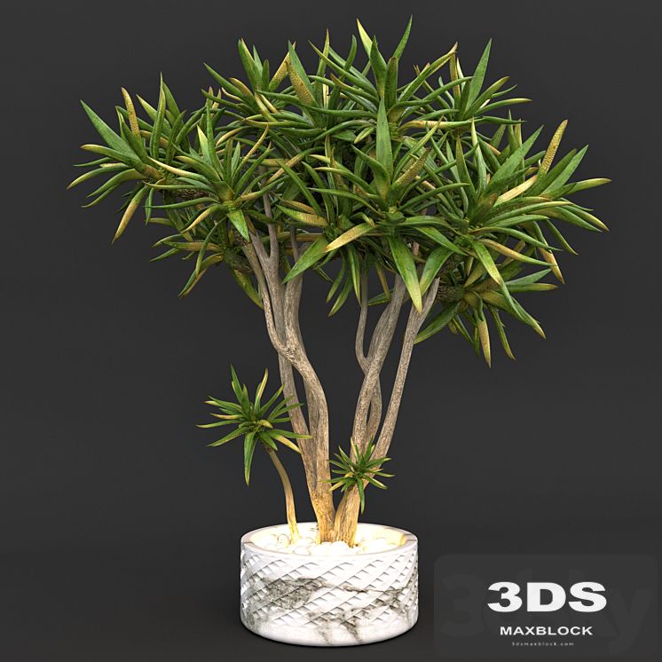 Aloe dichotoma (quiver tree)