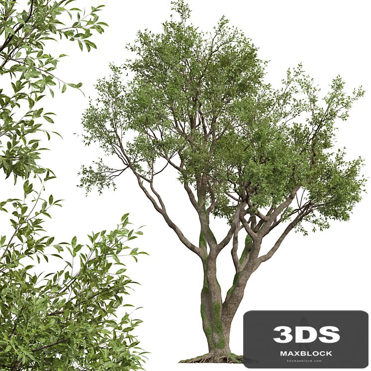 New Plant High detail Angel Oak Live Tree