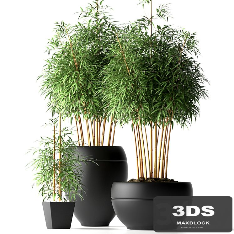 BAMBOO PLANTS 18