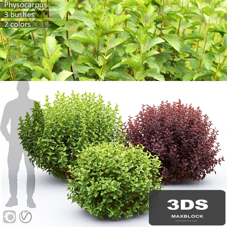 Physocarpus