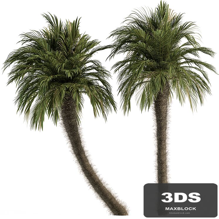Big palm Date Tree Fluff Bark - Tree Set 87
