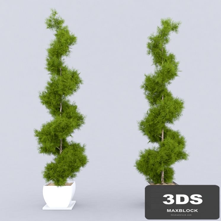 Thuja_plicata_001
