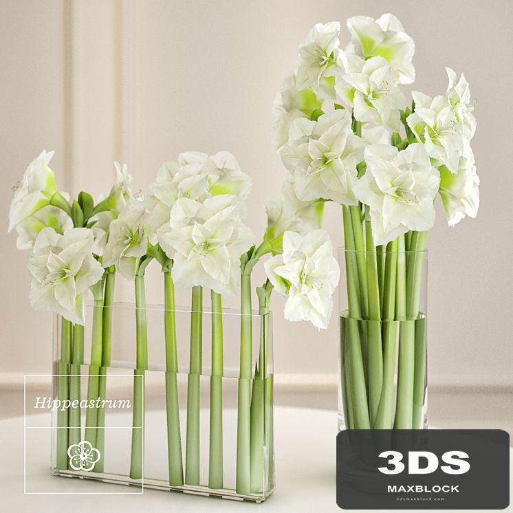 Hippeastrum arrangement