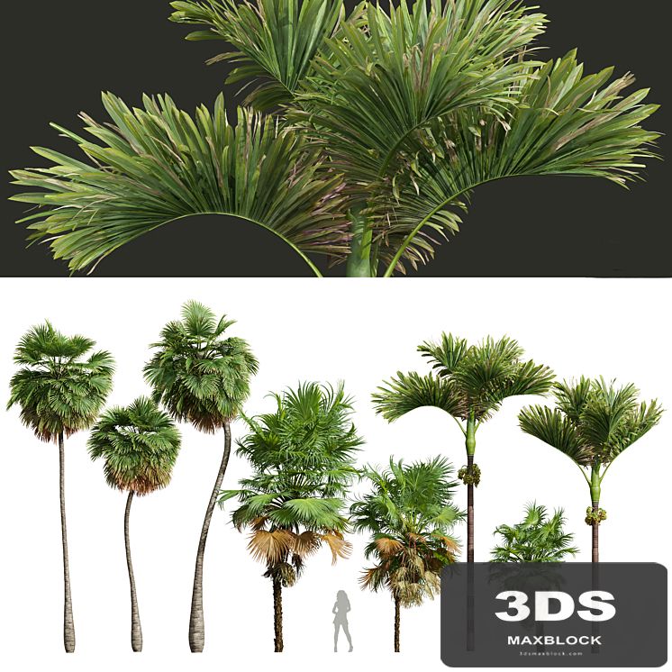 Acoelorrhaphe Wrightii and Borassus Flabellifer and Areca Catechu Decorative Garden Fruit