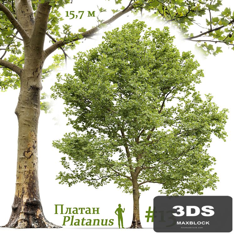 Plane-tree / Sycamore / Platanus #13