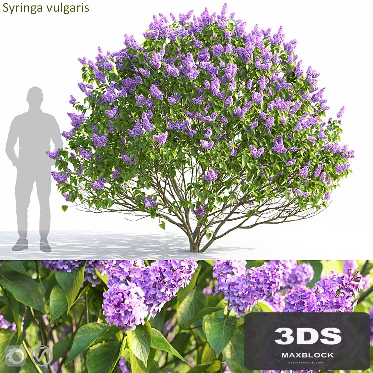 Syringa vulgaris