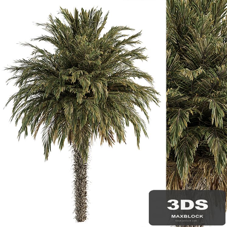 Big palm Date - Tree Set 91
