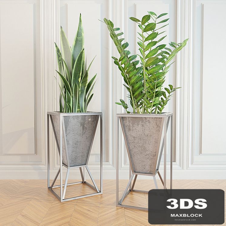Zamioculcas _ sansevieriya