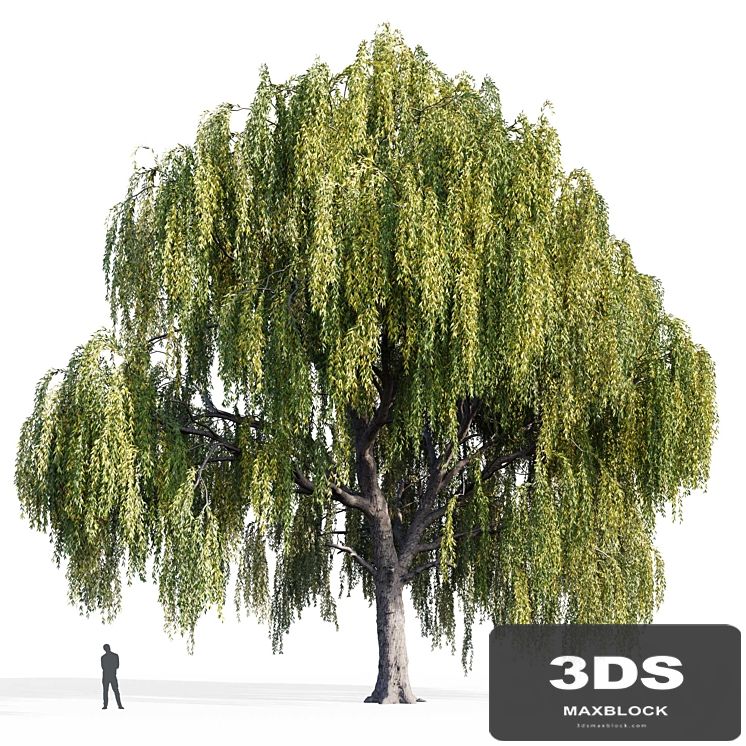Willow (Salix, Willow)
