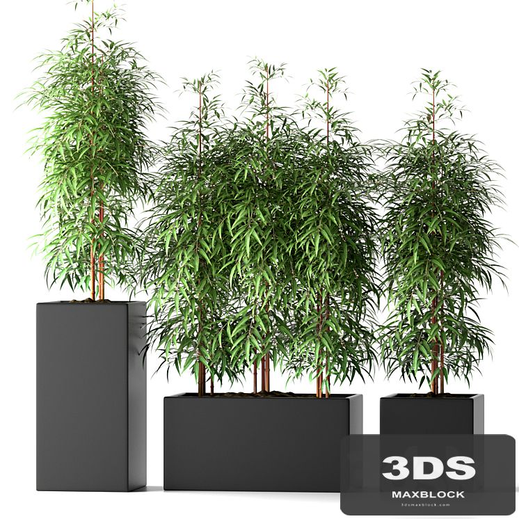 BAMBOO PLANTS 20
