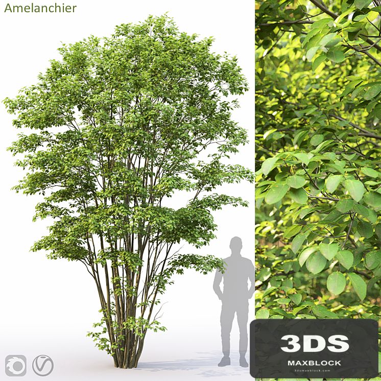 Amelanchier #5