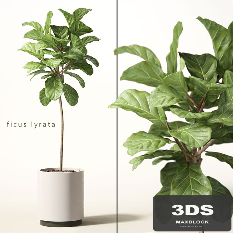 ficus lyrata