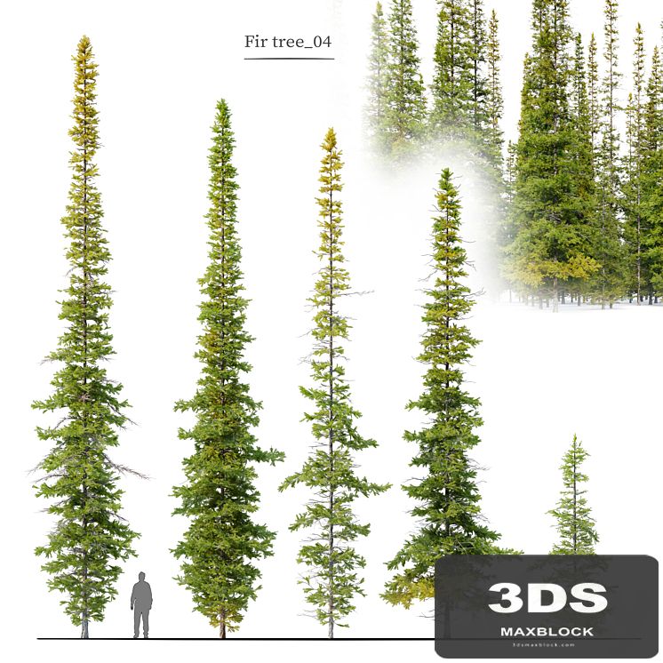 Fir tree 04