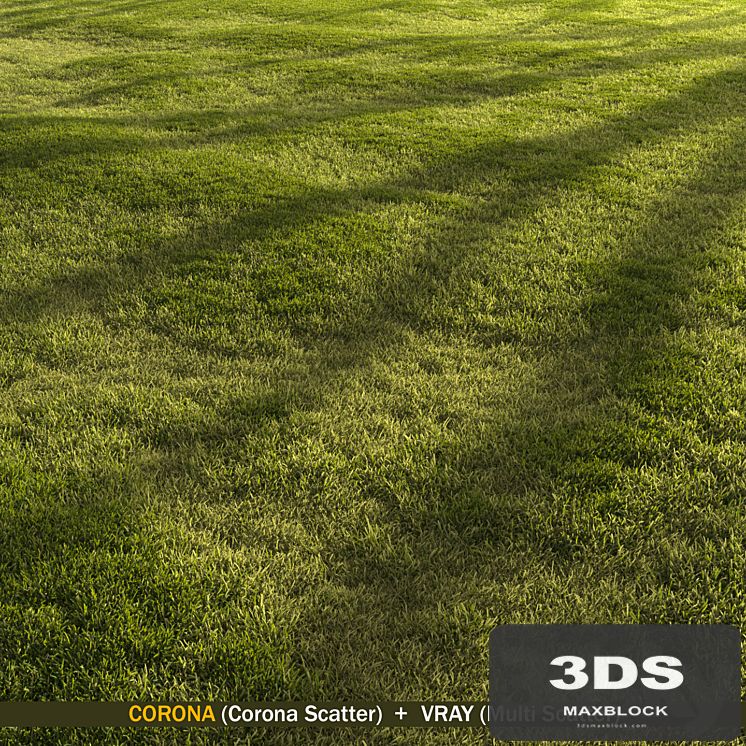 Forest grass