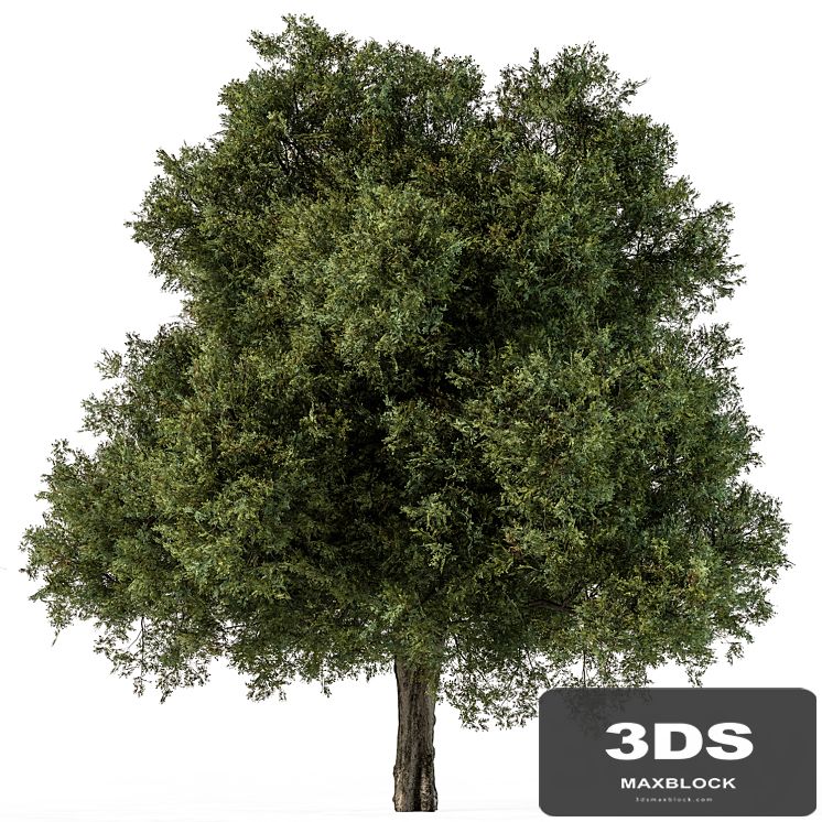 Tree Green Maple - Set 99