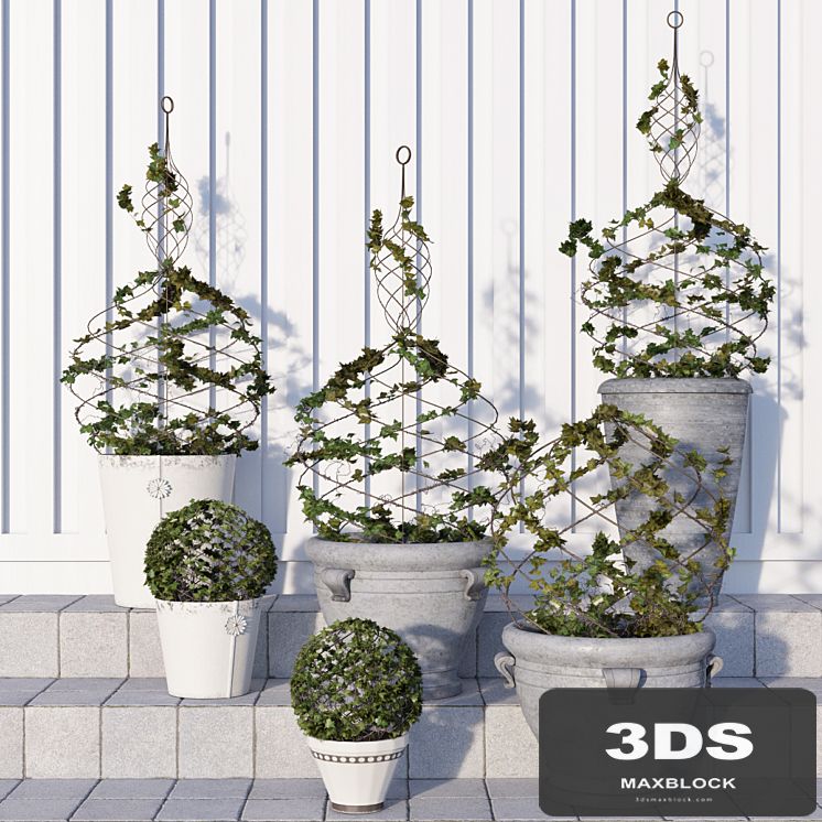 Pottery Barn / Live Ivy Spiral Topiary