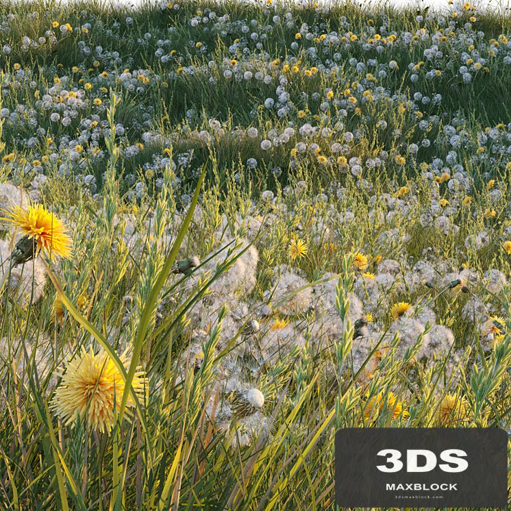 Spring summer field grass with white and yellow dandelions