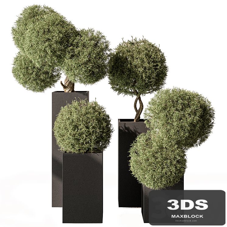 Topiary Plant in Box - Outdoor Plants 445