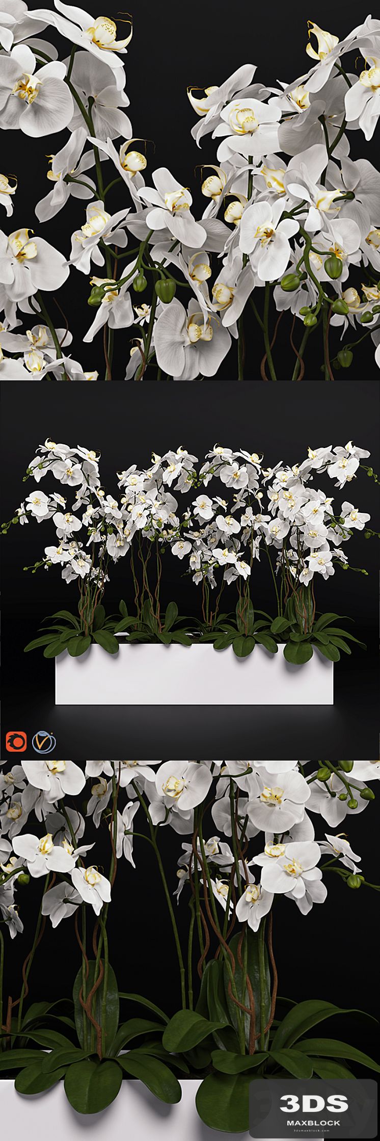Orchid (phalaenopsis) bouquet 3