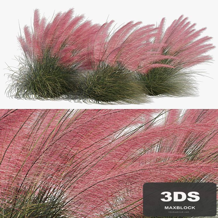 Muhlenbergia Capillaris - Pink Muhly Grass 04