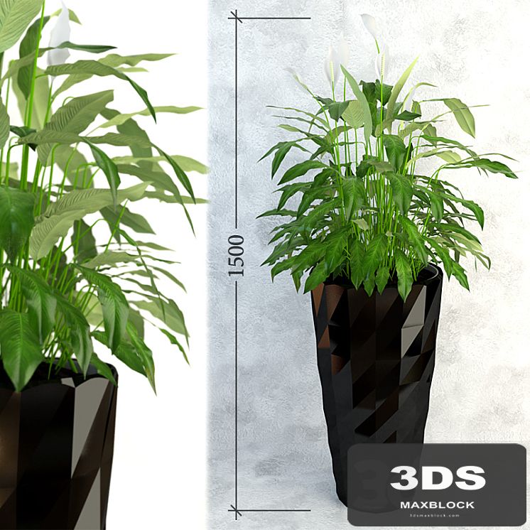 Spathiphyllum