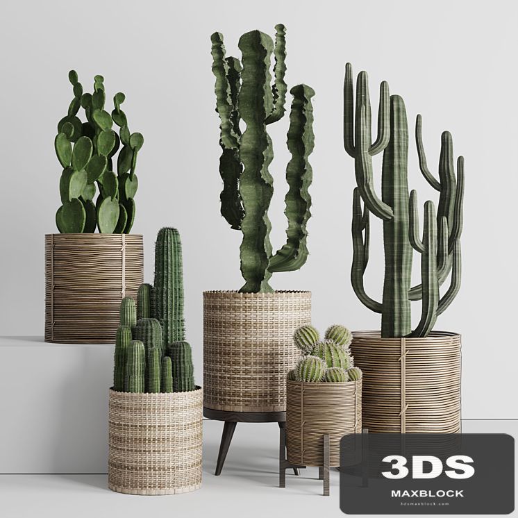 Cactus in basket