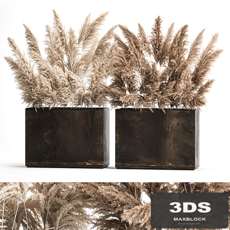 Dried flower bouquet of dried reeds in a rusty metal pot from pampas grass, Cortaderia. 273.