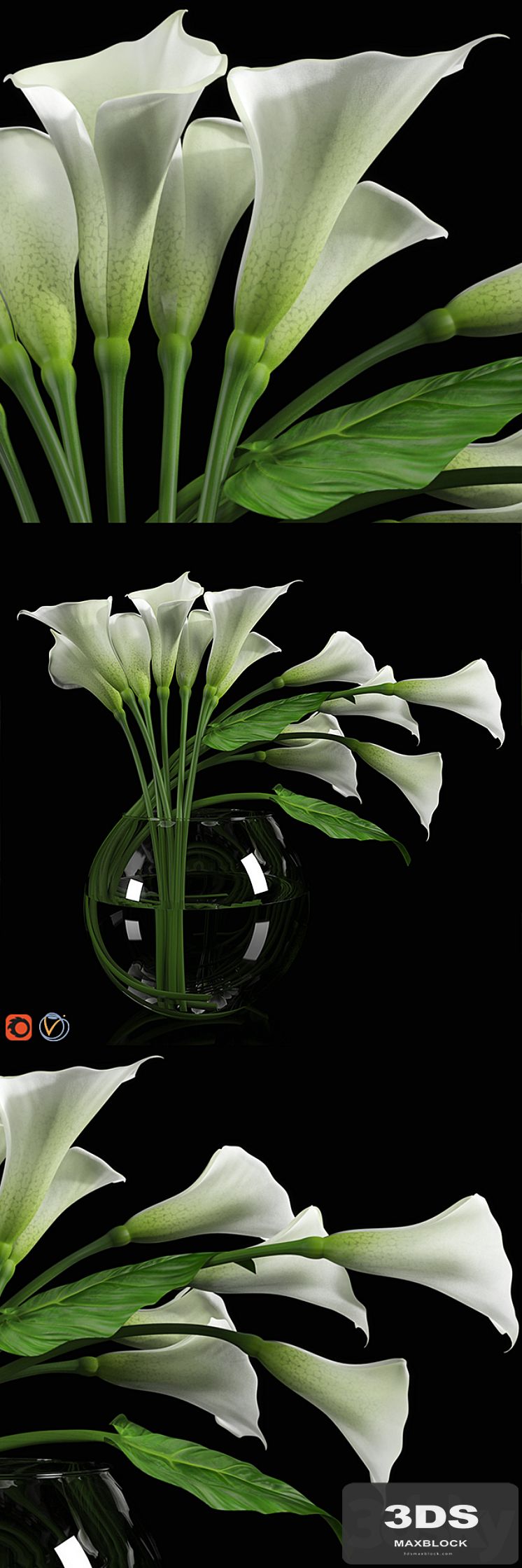 Calla Lily