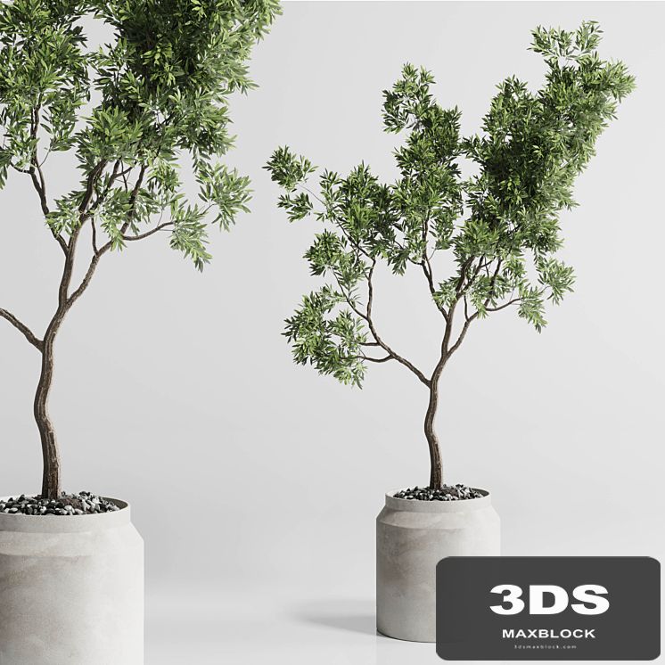 Indoor plant 285 concrete dirt vase plant tree pot