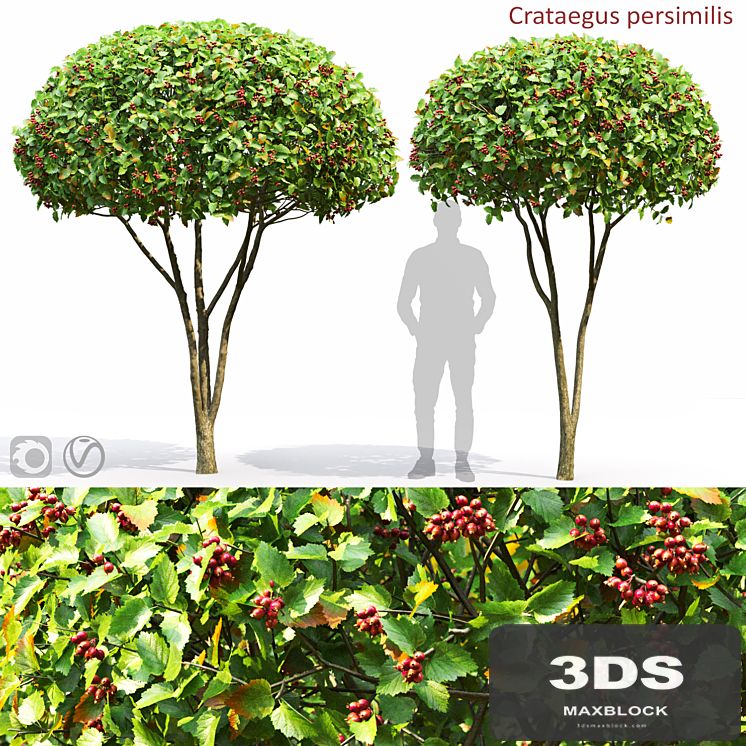 Crataegus