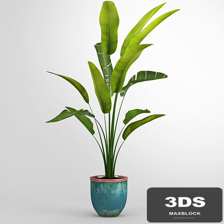 Banana trees