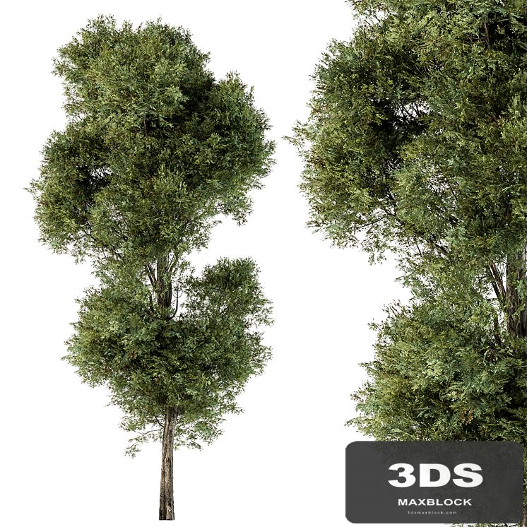 Tree Green Maple - Set 98