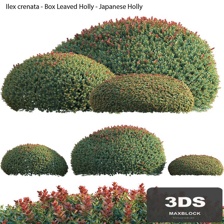 Ilex crenata - Box Leaved Holly - Japanese Holly - 02