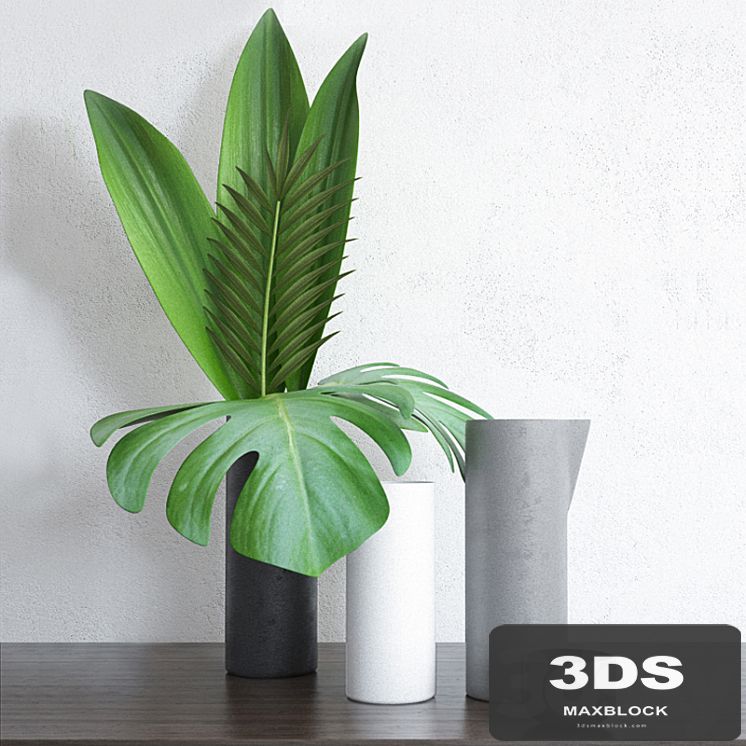 Home Tropical Plants