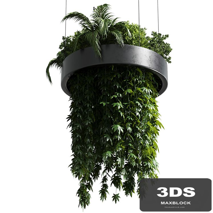 Hanging plant - indoor plant 292