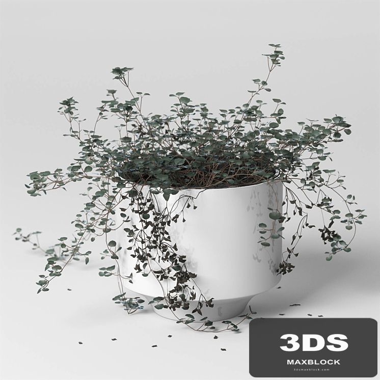 ib_indoor plant_Soleirolia