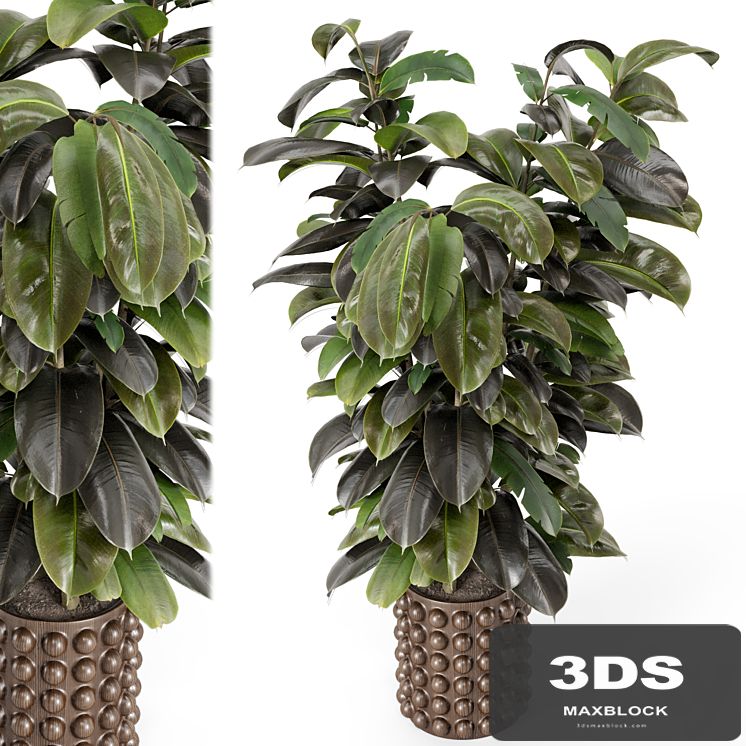 Indoor Ficus Plant in Circle Wooden Pot - Set 1029