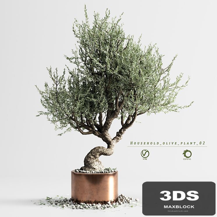 household olive plant 02