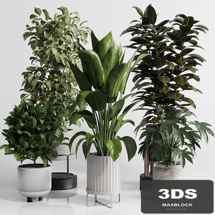 Indoor Outdoor plant Set 289 plant ficus rubbery tree vase dirty concrete
