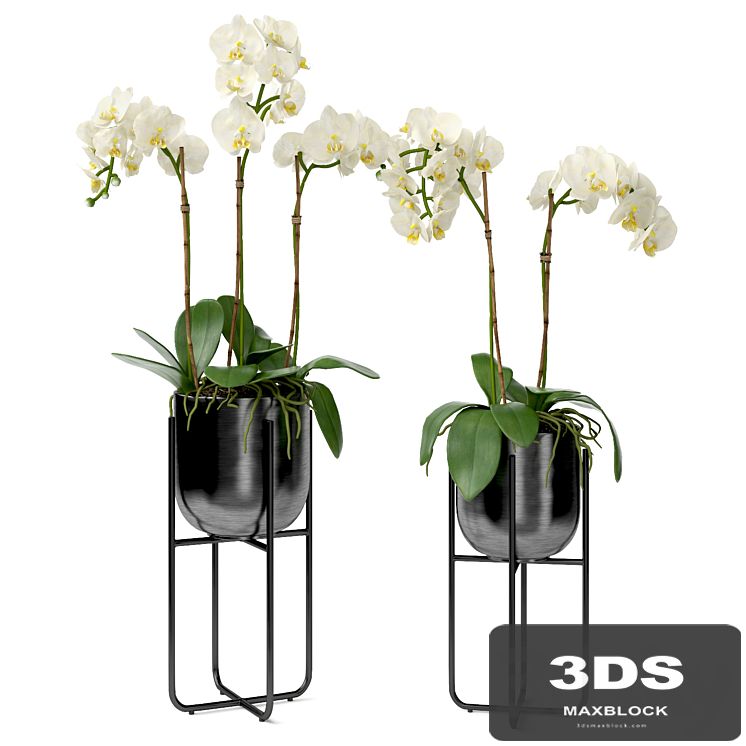 Orchid in a pot