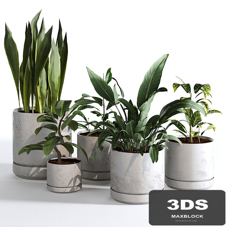 Indoor Plants Collection - Set 03