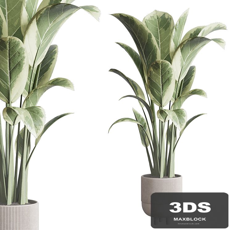 ficus elastica pot Indoor outdoor plant 296 concrete dirt vase