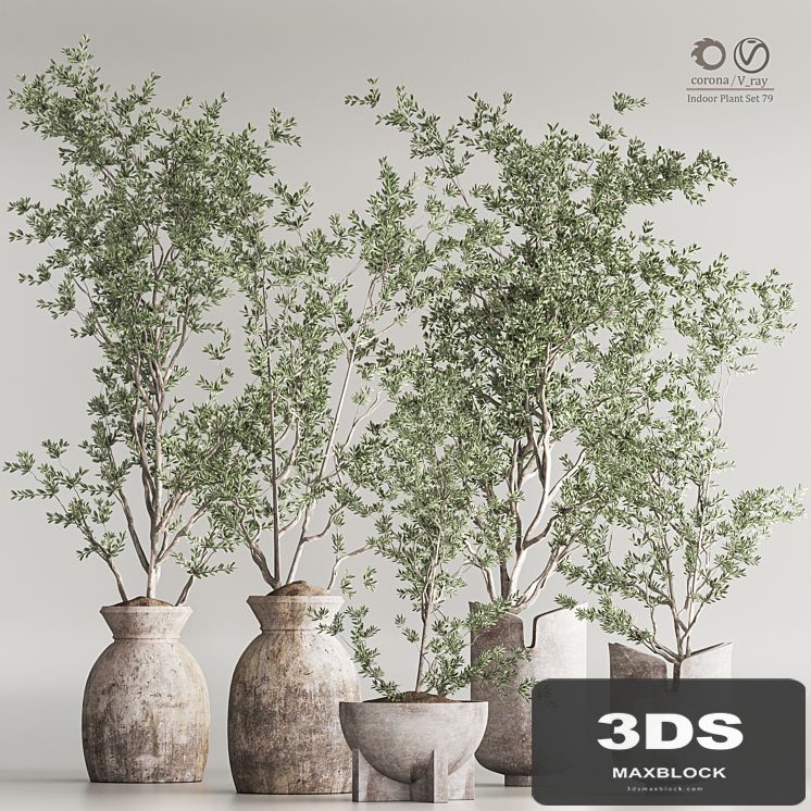 Indoor Plant Set 79