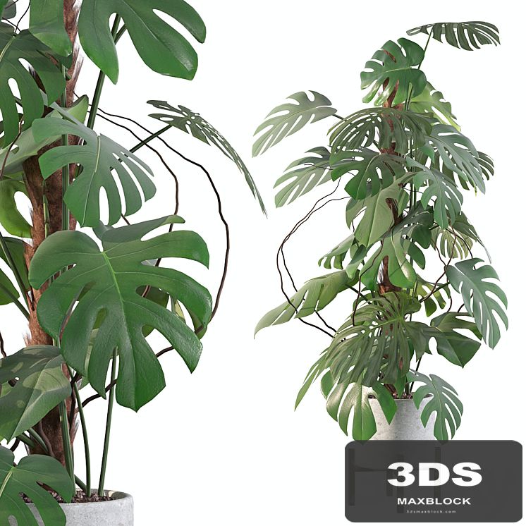 Plants collection 117 - monstera
