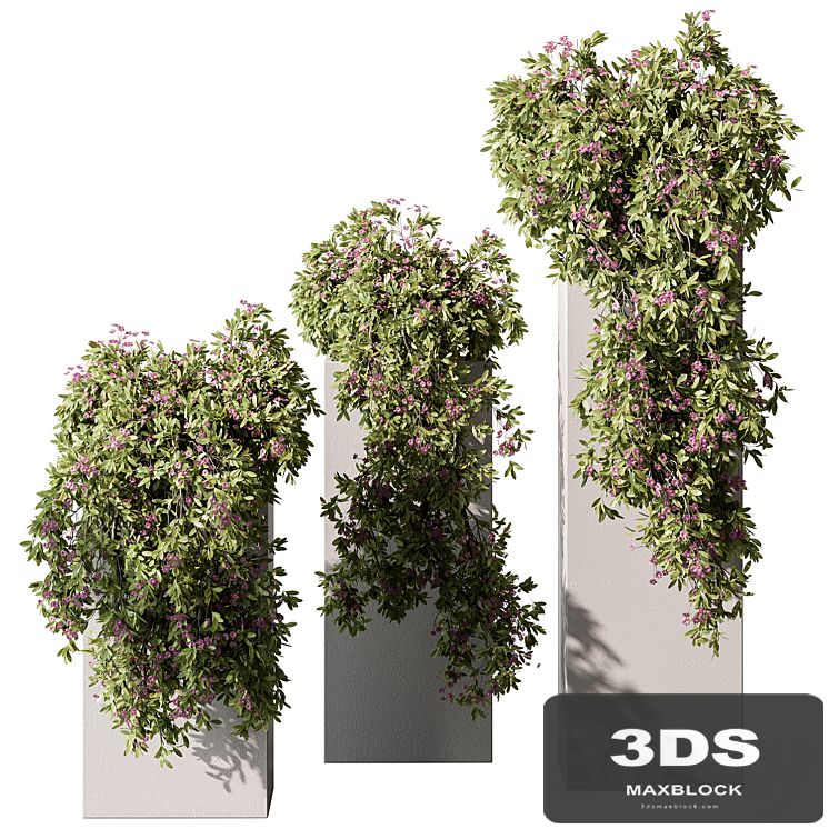 Hanging Plant in Box - Outdoor Plants 454