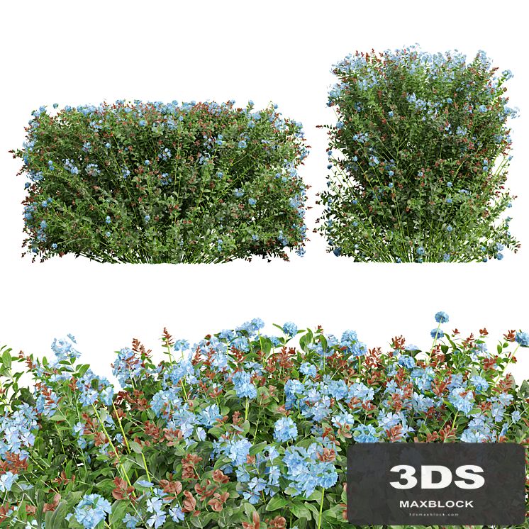 New Plant Ceratostigma Plumbaginoides Bleiwurz Box