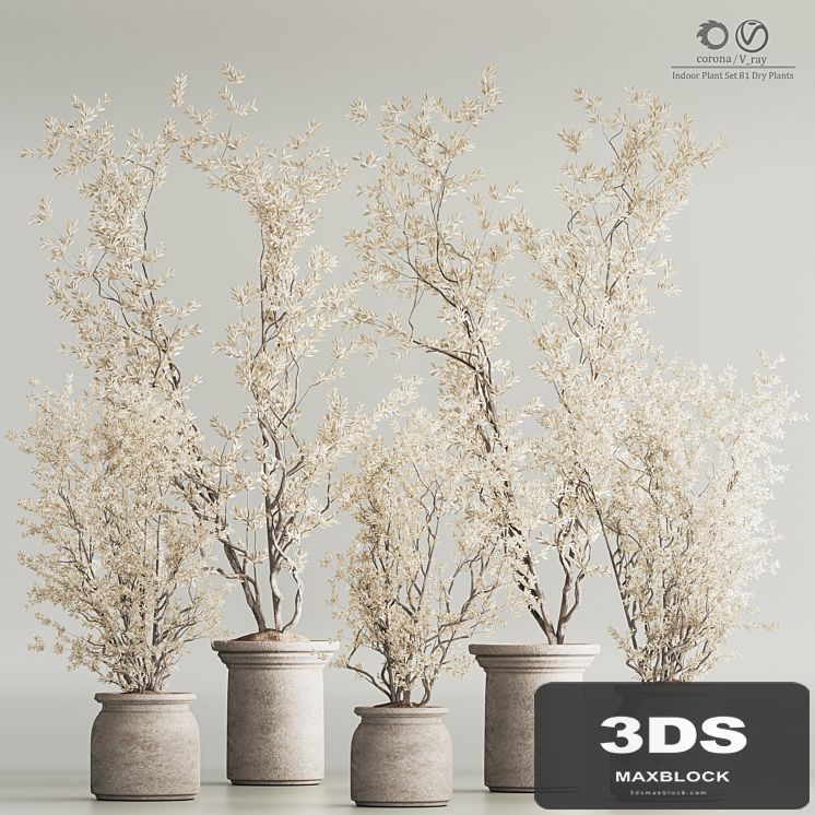 Indoor Plant Set 81 Dry Plants