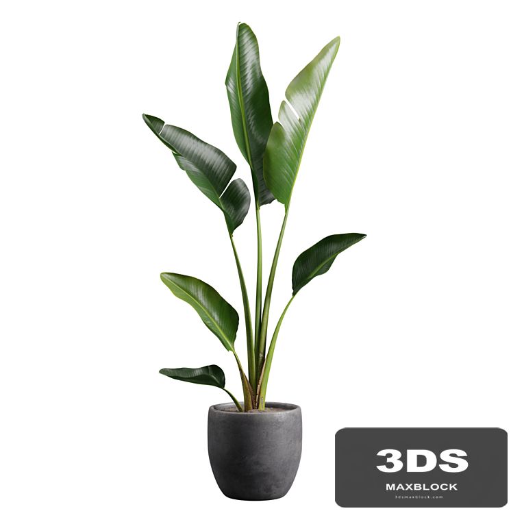 Strelitzia Nicolai in Pot