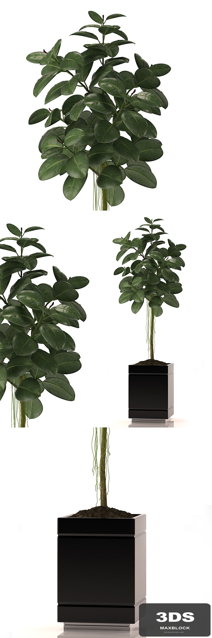 RUBBER PLANTS 22